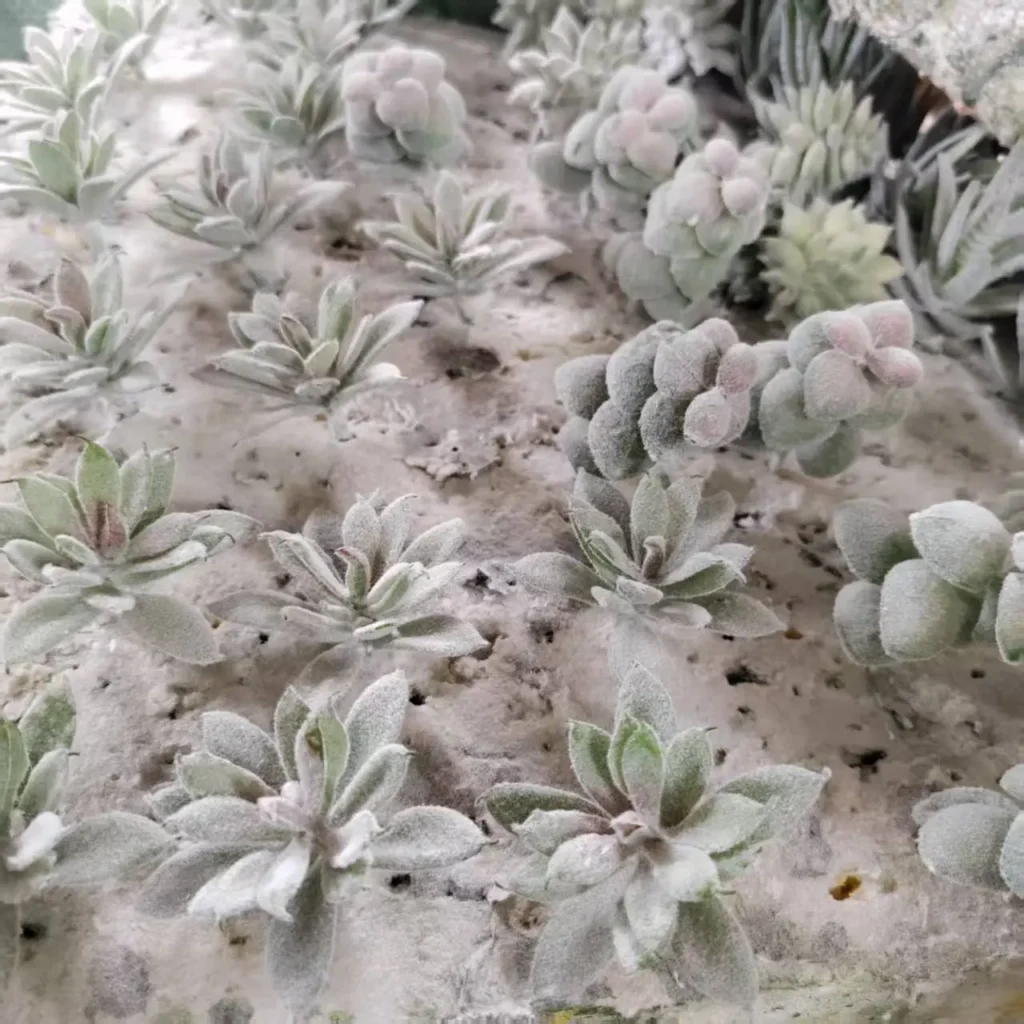 artificial succulent leaf